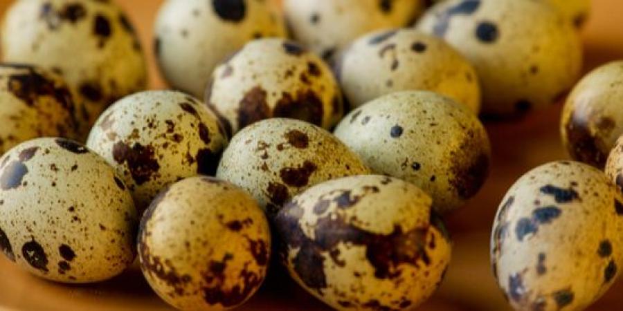 البيضة ب80 قرشا.. الزراعة تطرح بيض سمان بـ20 جنيها للكرتونة.. تعرف على فوائده