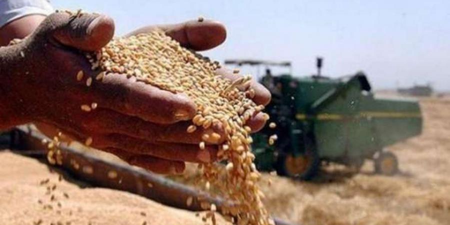 رئيس الوزراء يعلن رفع سعر إردب القمح من المزارعين